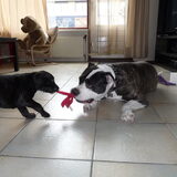 samen spelen.