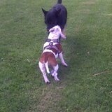 buddy & bo