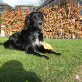 onze deugniet, Dora