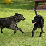 samen met Lola, hond van familie