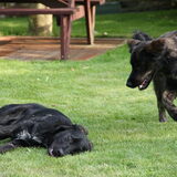 samen met Lola, hond van familie