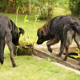 samen met Lola, hond van familie
