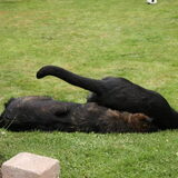 Samen met Lola, hond van familie