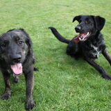 samen met Lola, hond van familie