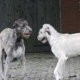 KBY & Yeager.