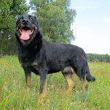 Foto van Dobry