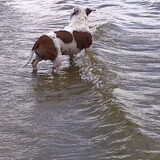 Foto van Kimberly&&Buddy