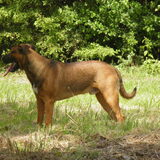 Foto van patricia,  *Spikey* Nino & Lola