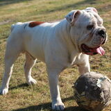 Footbal