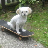 sandy op de sceetbord