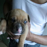 Puppies , nu 3 weken oud