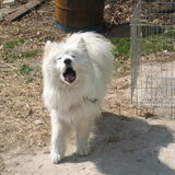 Adoptie hond uit Zuid-Korea!