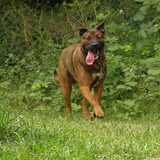 Foto van patricia,  *Spikey* Nino & Lola