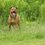 Foto van patricia,  *Spikey* Nino & Lola