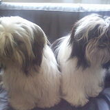 waar biba is, is broer Scooby ook.