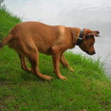 Foto van Hope & Rambo