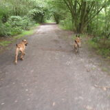 Foto van Hope & Rambo