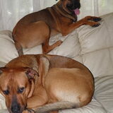 Foto van patricia,  *Spikey* Nino & Lola