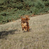 Foto van Lisette, Chico & jersey