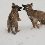 gezusters in de sneeuw