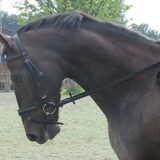Foto van liesbeth,Turbo,Luna, Levi en Faith