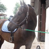 Foto van liesbeth,Turbo,Luna, Levi en Faith