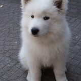 Foto van Martina en Chinook