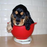 Watch Lizzy Grow !!! {Lizzy 9 Weken Oud}
