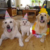 de feestgangers