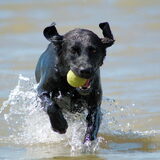 Foto van Missy