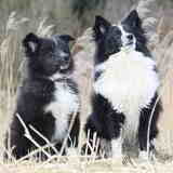 Blitz samen met Tjipp