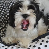 Foto van Lotte