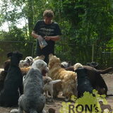 Mazzel (links achter) op het dagverblijf @ Ron's Total Dog Care