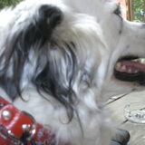 Flipse op schoot op een terrasje X