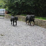 Gummi en Rottie teefje van 7 jaar bij de B & B