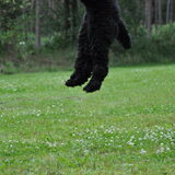oeps beetje te hoog gesprongen