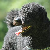 Foto van Mirjam en Curly Koda