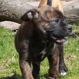 Ollie, de Old English Bulldog