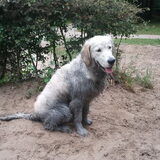 Ik wilde altijd al een zwarte hond zijn