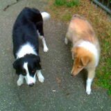 Samen wandelen(2)