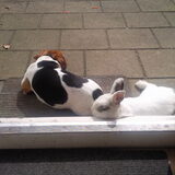 Wacko& Dopey(gestorven)