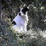 Lieve Tyrex