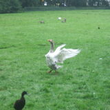 De gans vond dit iets minder