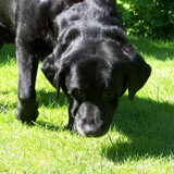 Hier is onze labrador (Matchék)opzoek naar de snoepjes die ik voor hem…