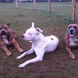Foto van staffordfriend