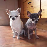 Lizzy en Wendy..aan elkaar gewaagde kleintjes...