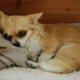 Hoe relaxed kun je het zelf maken als hond?