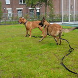 Foto van Hope & Rambo