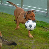 Foto van Hope & Rambo