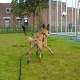 Foto van Hope & Rambo